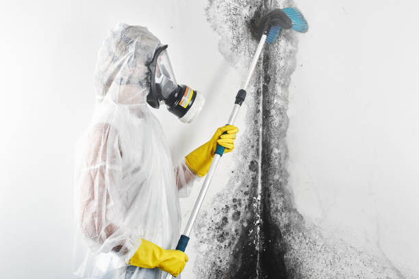 Best Comprehensive Air Testing for Mold Contaminants  in Waterville, OH